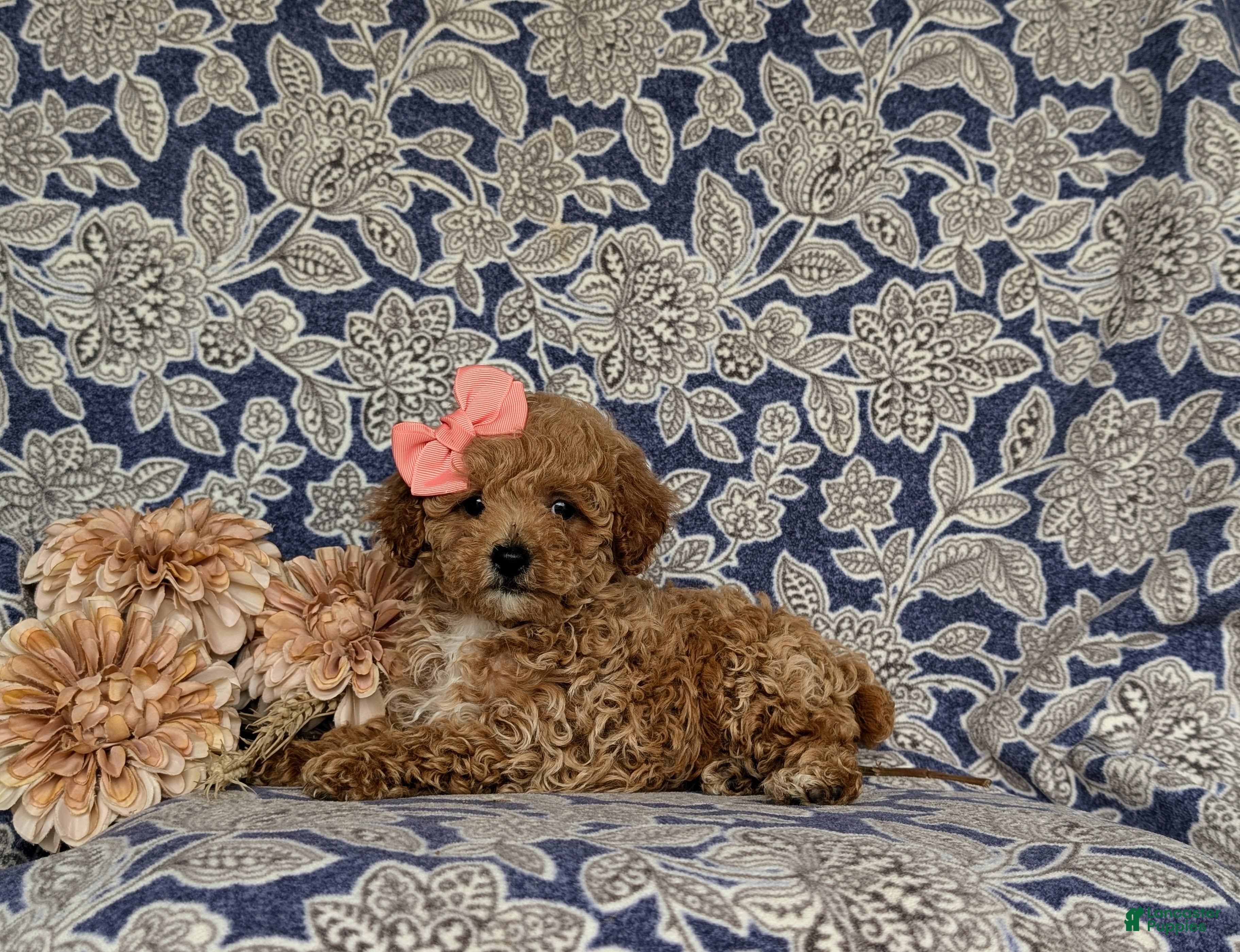 Miniature Poodle dogs for sale: Priscilla - Ad 6