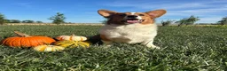 Welsh Corgi Pembroke dogs for sale: Blaise Welsh Corgi Pembroke Puppy leash and crate trained - Ad 2