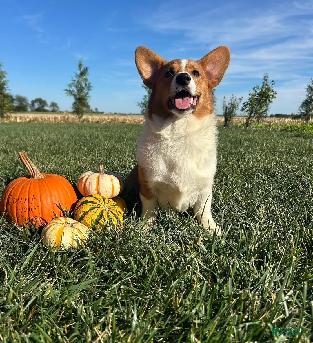 Welsh Corgi Pembroke dogs for sale: Blaise Welsh Corgi Pembroke Puppy leash and crate trained - Ad 2
