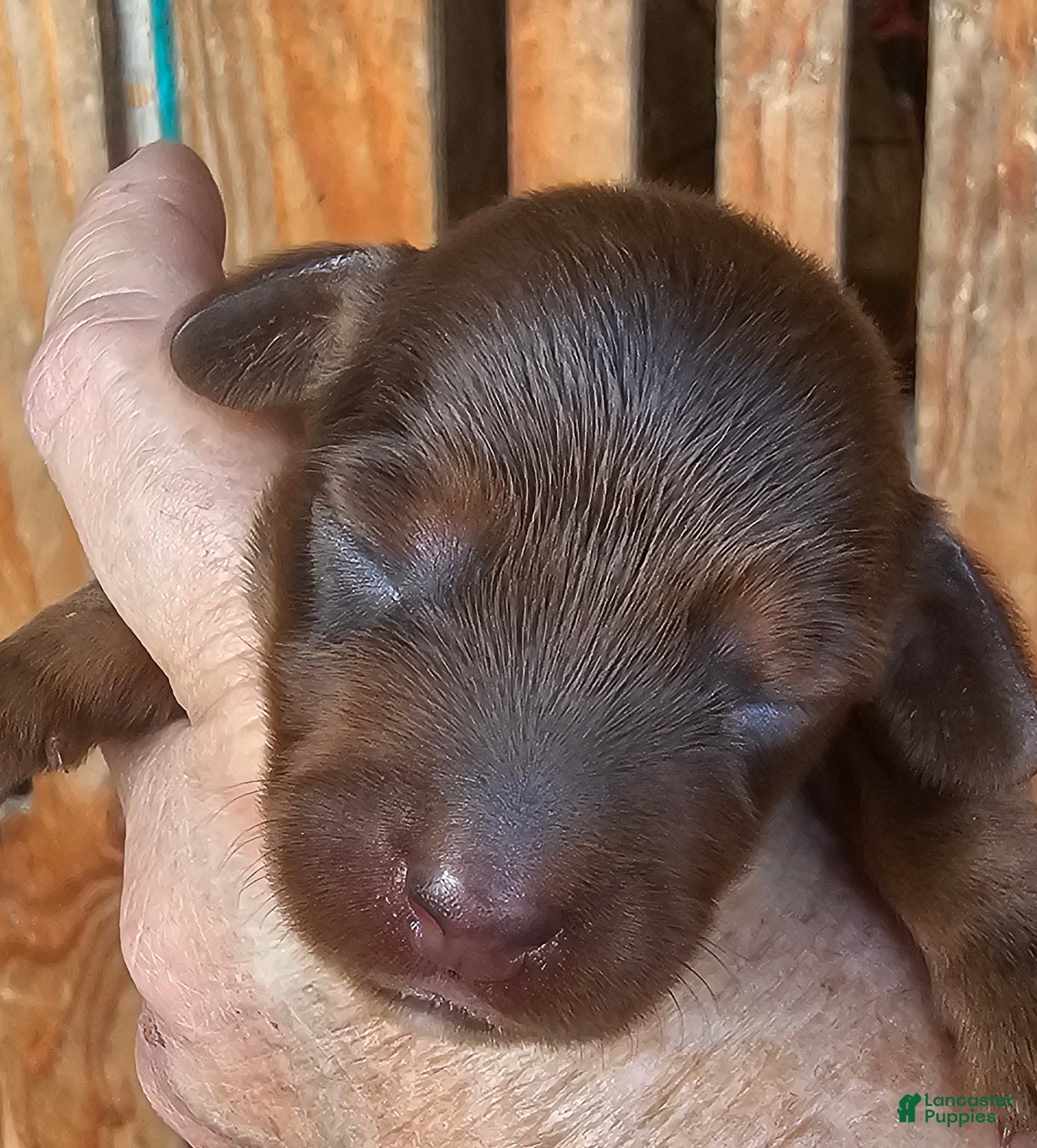 Miniature Dachshund dogs Arrow Long-haired  - Ad 15