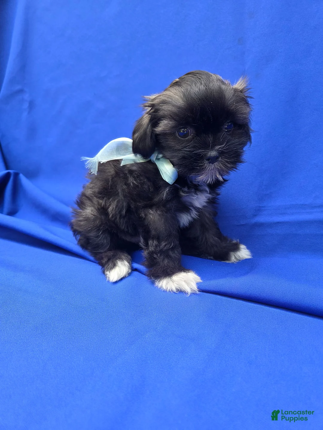 Yorkshire Terrier dogs for sale: Danny - Ad 1