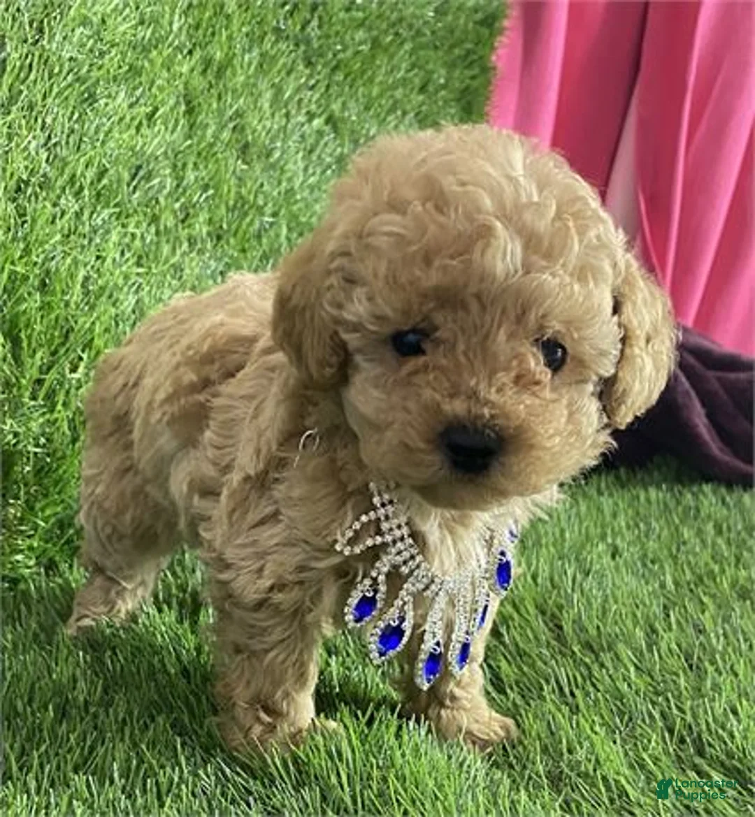 Miniature Poodle dogs for sale: Miniature Poodle Puppy 2 - Ad 2