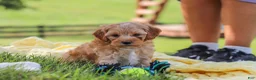 Yorkiepoo dogs for sale: Asher - Ad 7