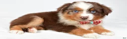Miniature Australian Shepherd dogs for sale: Jagger - Ad 7