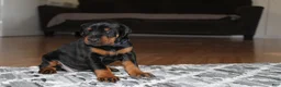 Doberman Pinscher dogs for sale: Luna - Ad 3