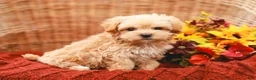 Maltipoo dogs for sale: Jude - Ad 3
