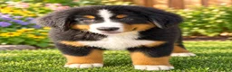Bernese Mountain Dog dogs for sale: Blane Male ICA Bernese Mountain Dog - Ad 4
