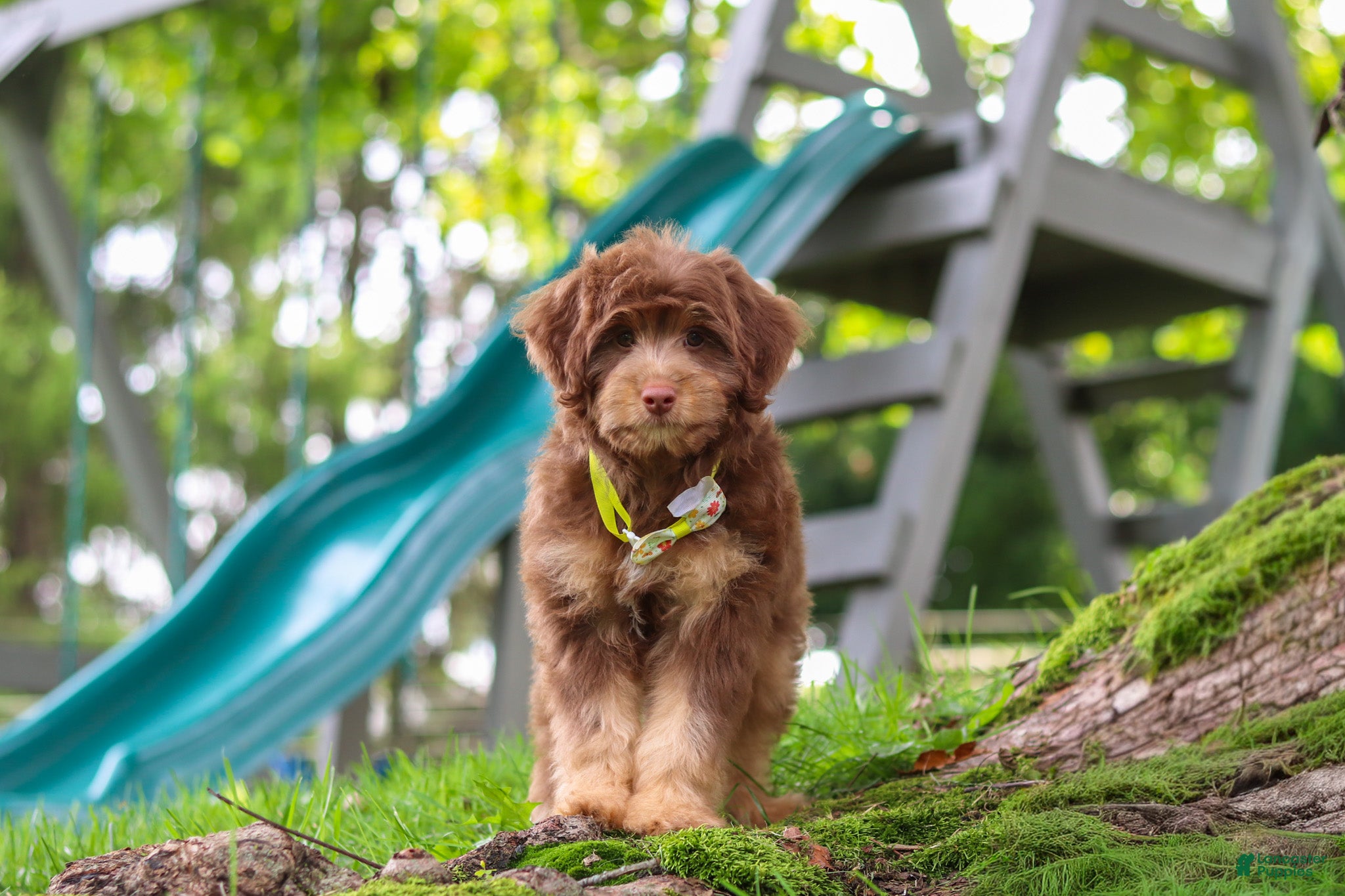 Mini Aussiedoodle dogs Tucker - Ad 1