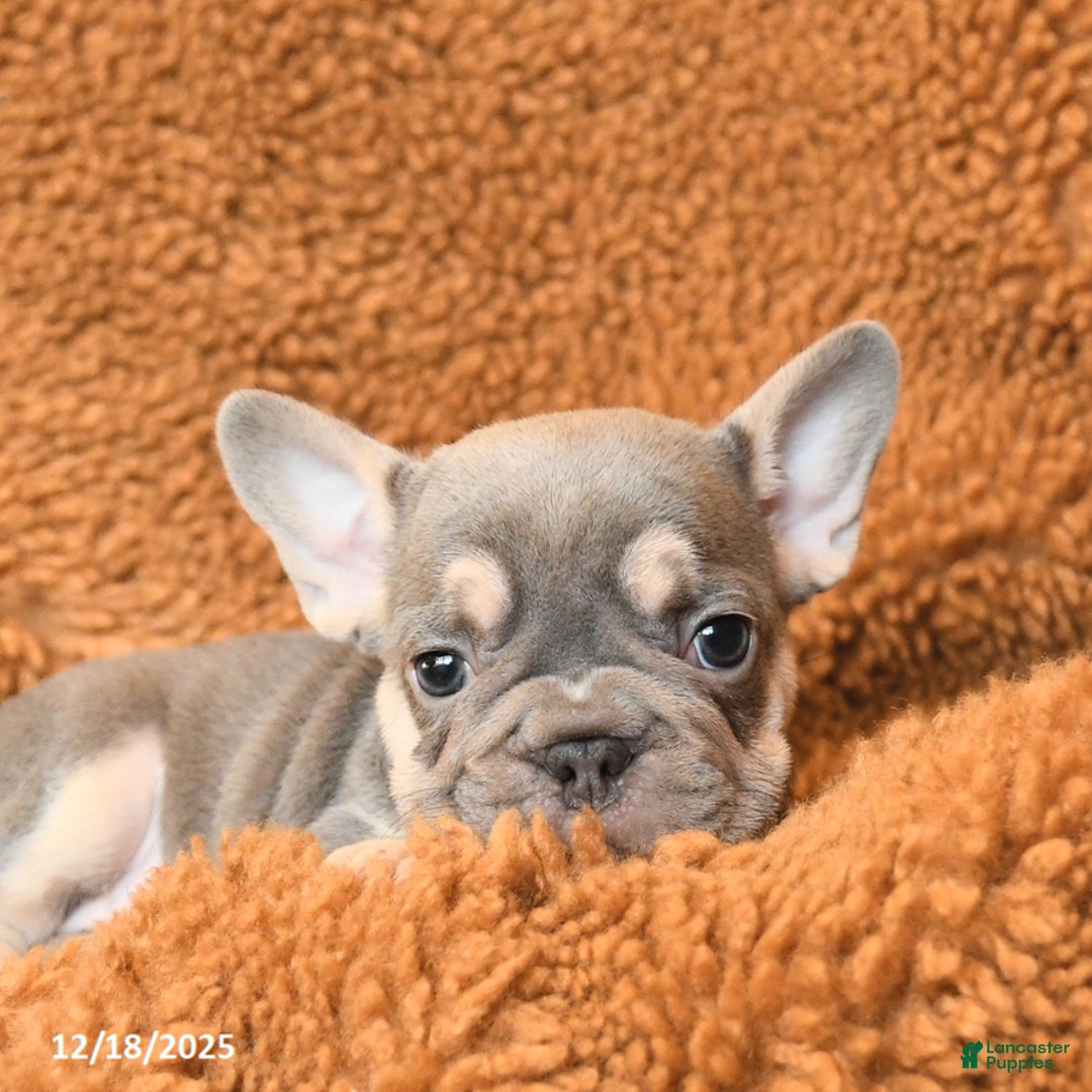 French Bulldog dogs for sale: Tessa - Ad 5