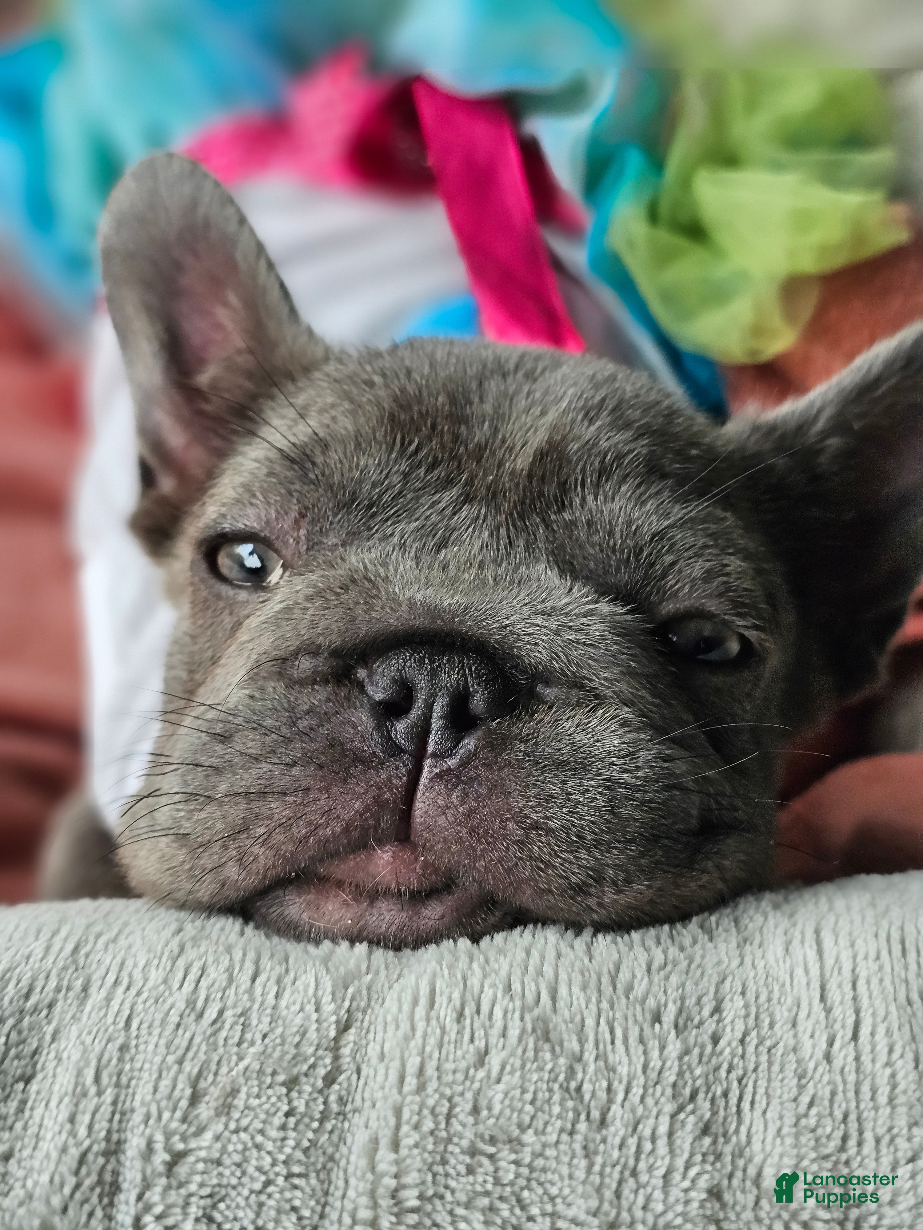 French Bulldog dogs for sale: French Bulldog Puppy 3 - Ad 2