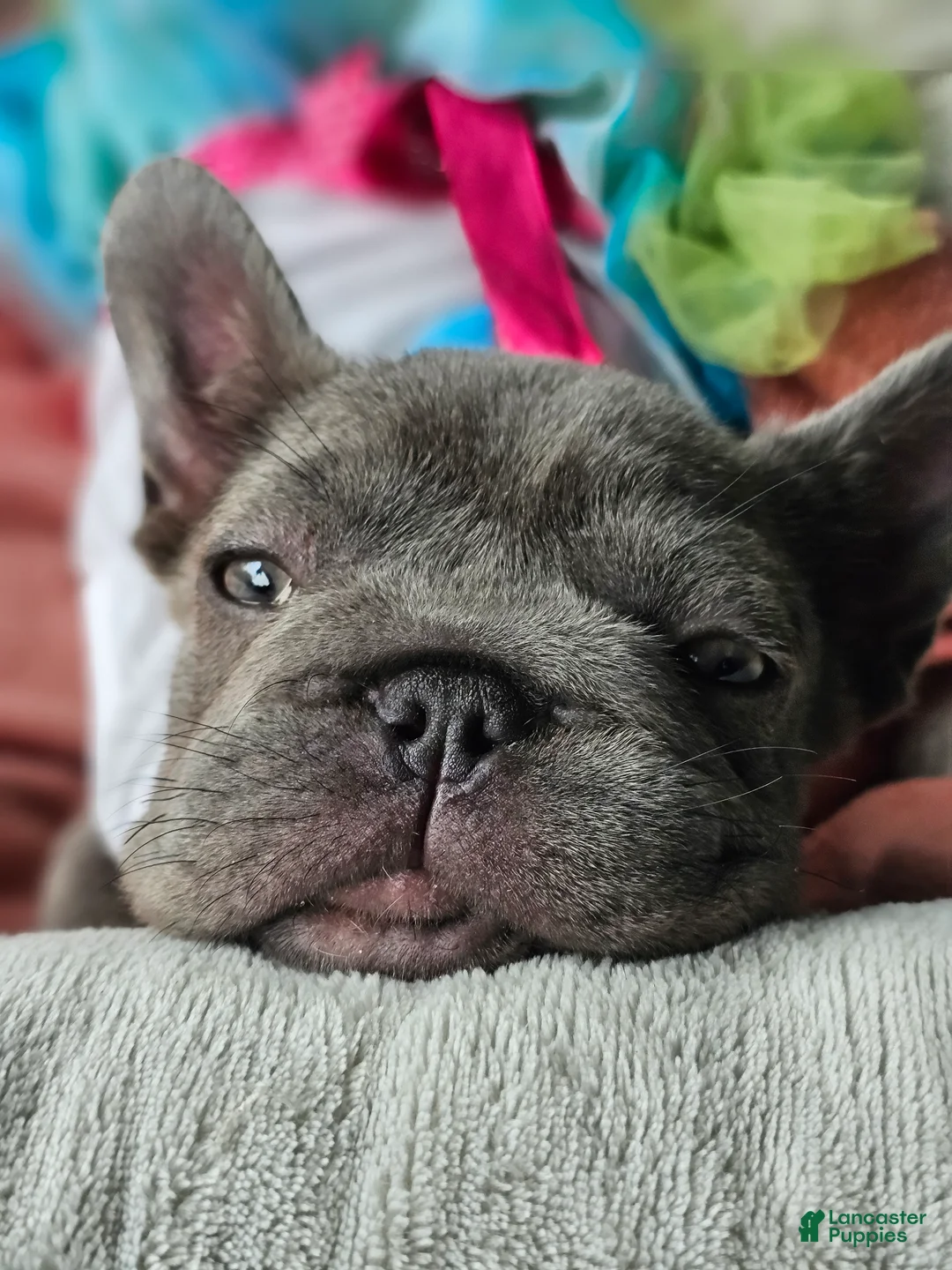 French Bulldog dogs for sale: French Bulldog Puppy 3 - Ad 1
