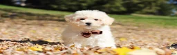 Maltipoo dogs for sale: Casey - Ad 3