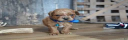 Cavapoo dogs for sale: Luke - Ad 3