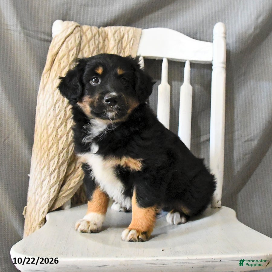 Miniature Australian Shepherd dogs for sale: Lad  - Ad 1