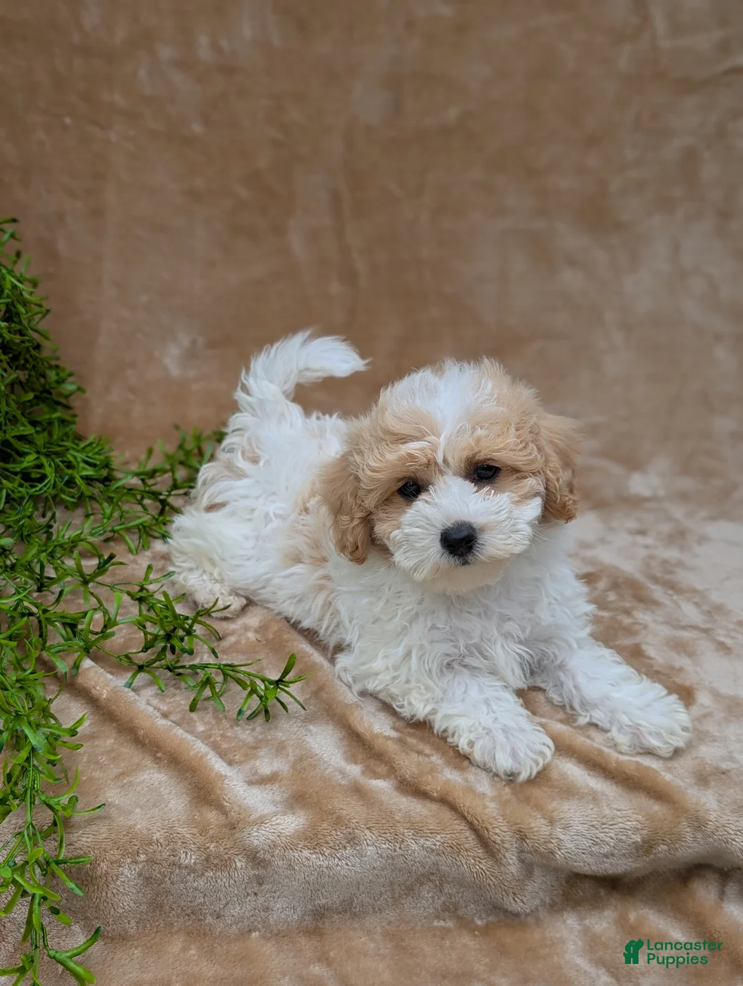 Bichpoo dogs for sale: Kylie  - Ad 1