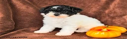 Miniature Poodle dogs for sale: Dotty - Ad 5