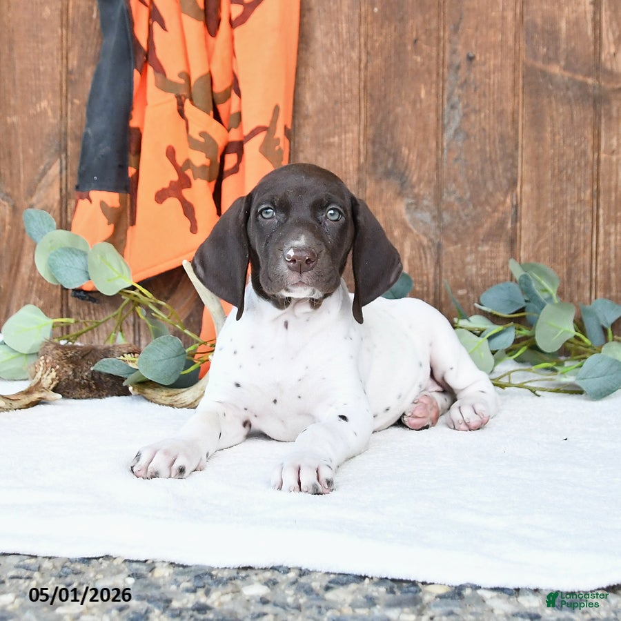 German Shorthaired Pointer dogs Marcy - Ad 1