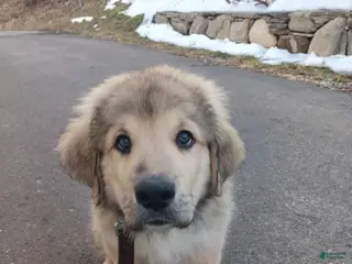 Mixed Breed dogs Romeo - Ad 22