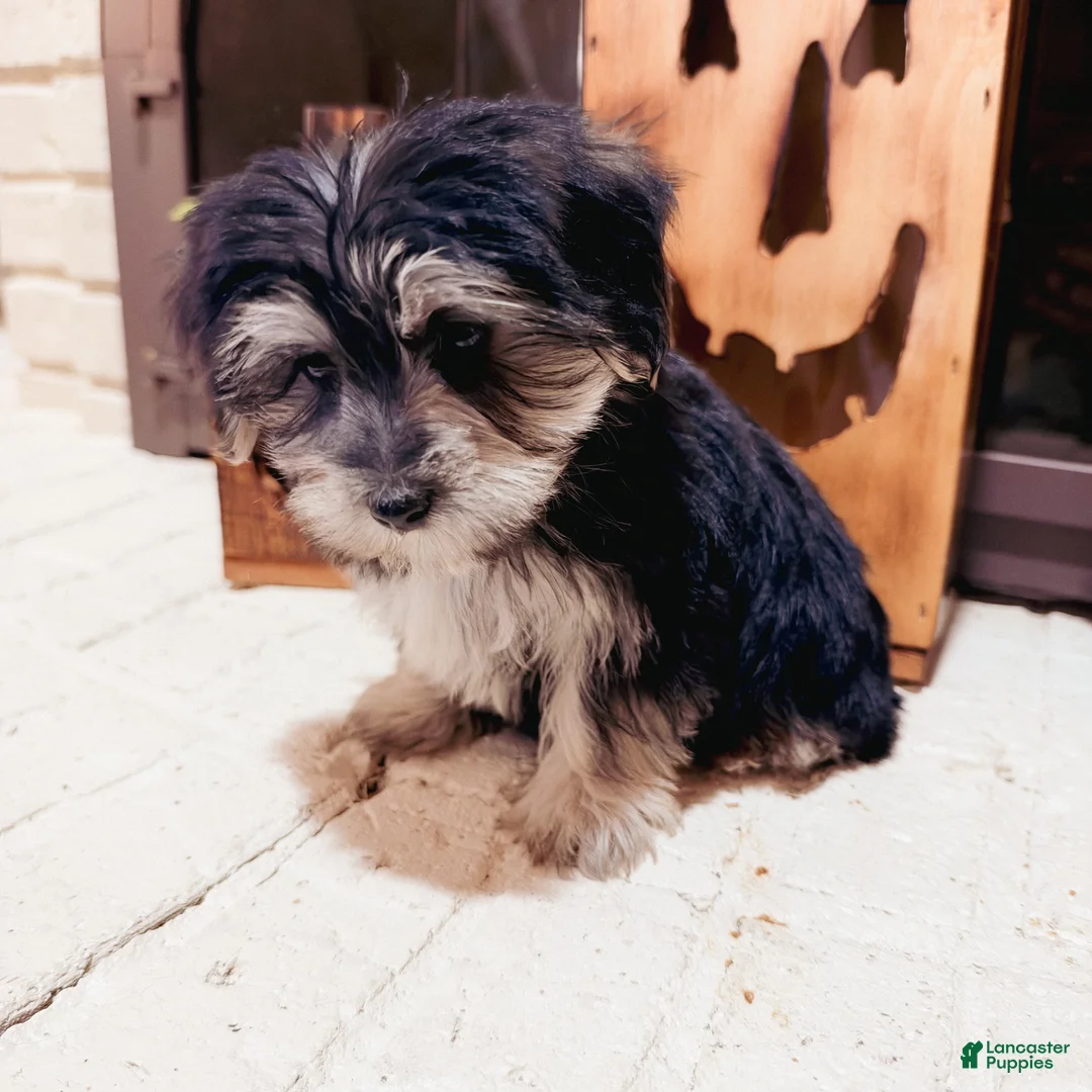 Morkie dogs for sale: Bridgette  - Ad 2