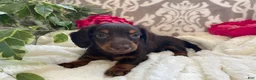 Miniature Dachshund dogs for sale: Conner - Ad 10