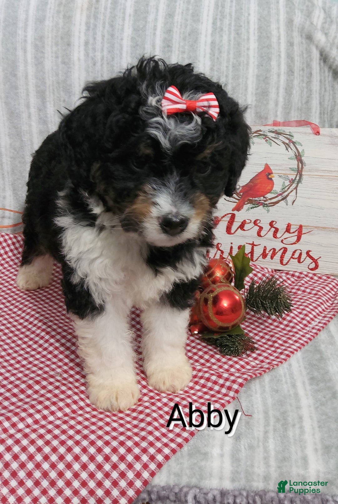 Mini Bernedoodle dogs for sale:  Abby  - Ad 3