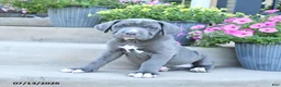 Cane Corso dogs for sale: Rain - Ad 3
