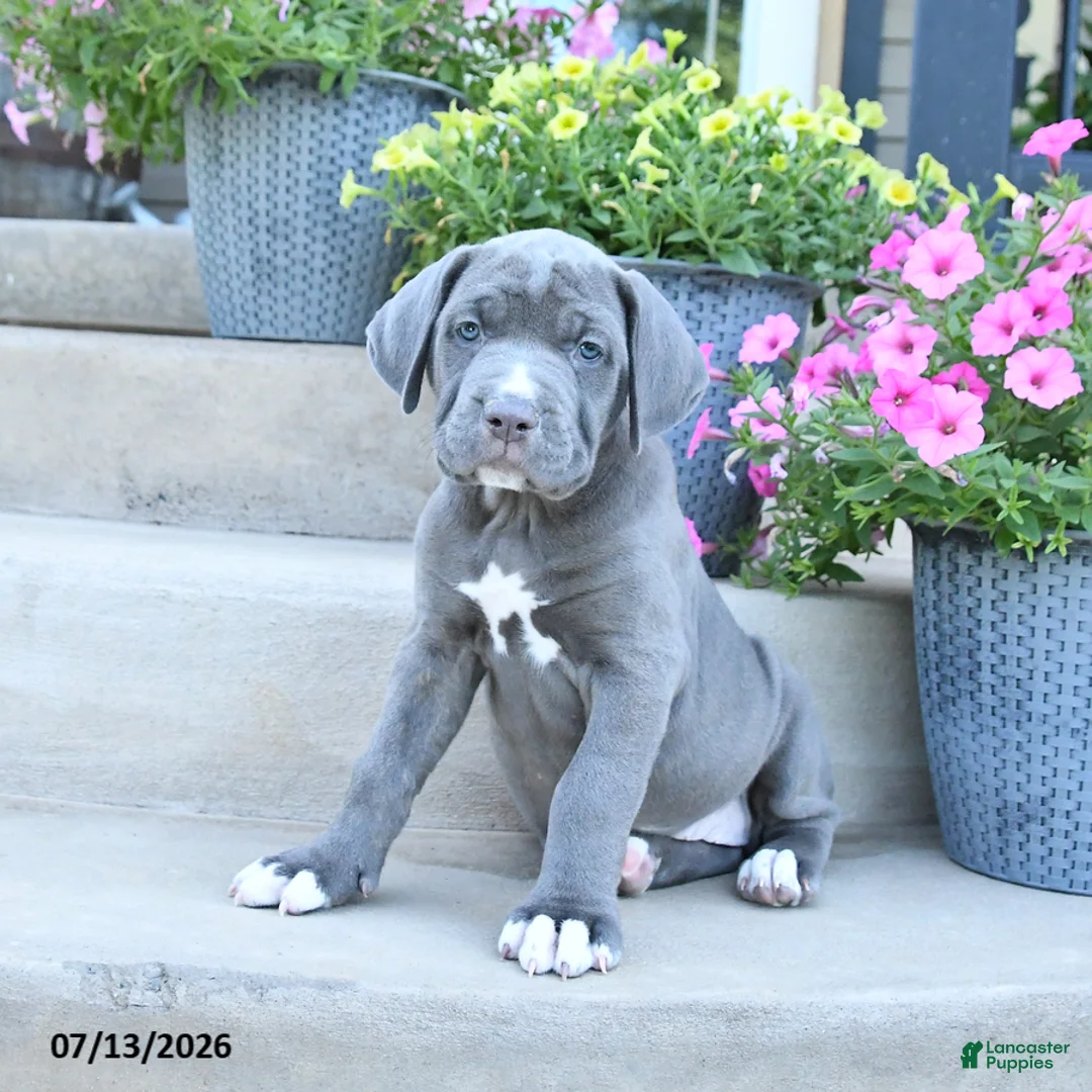 Cane Corso dogs for sale: Rain - Ad 3