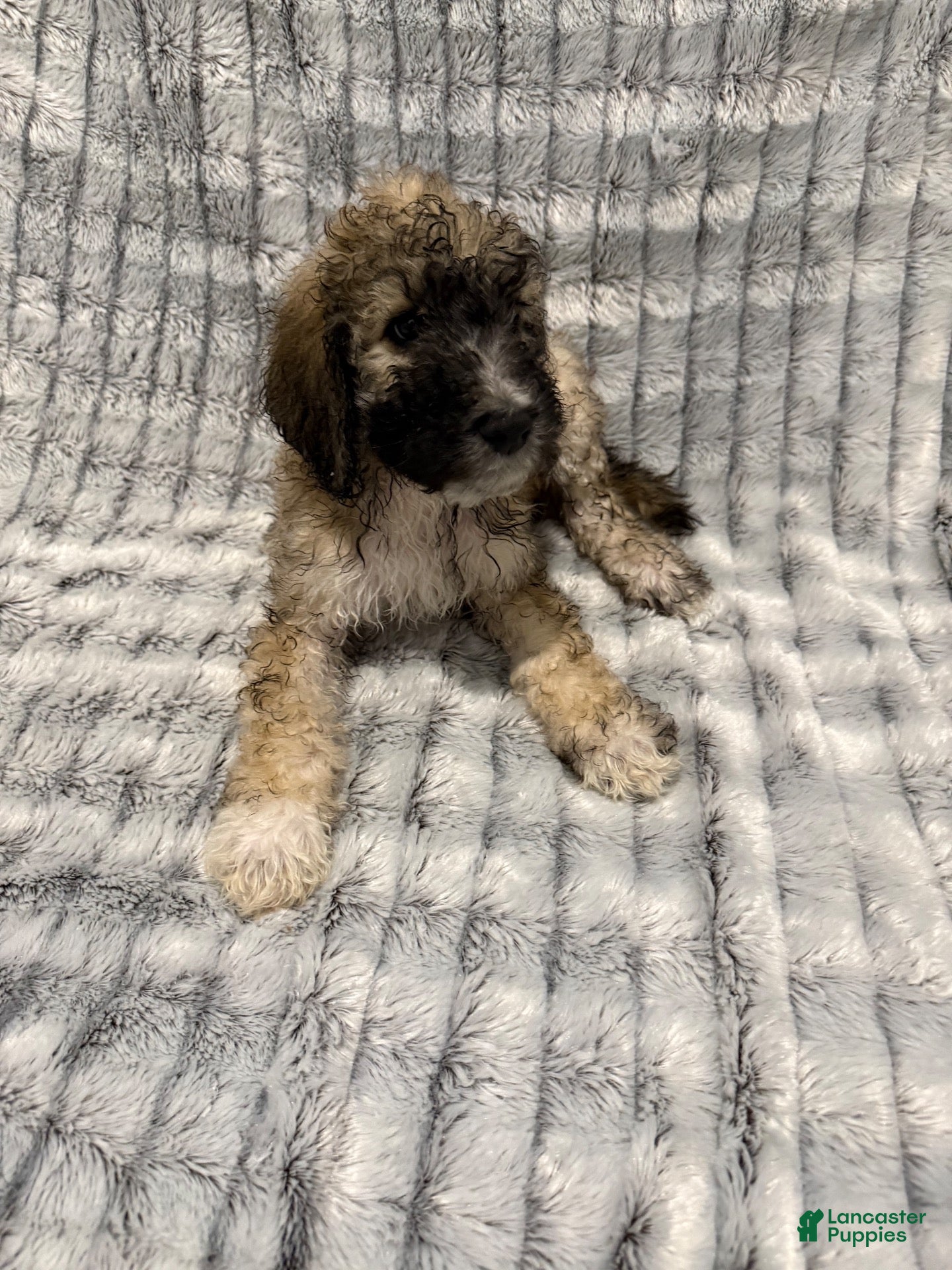 Standard Poodle dogs Standard Poodle 2 - Ad 10