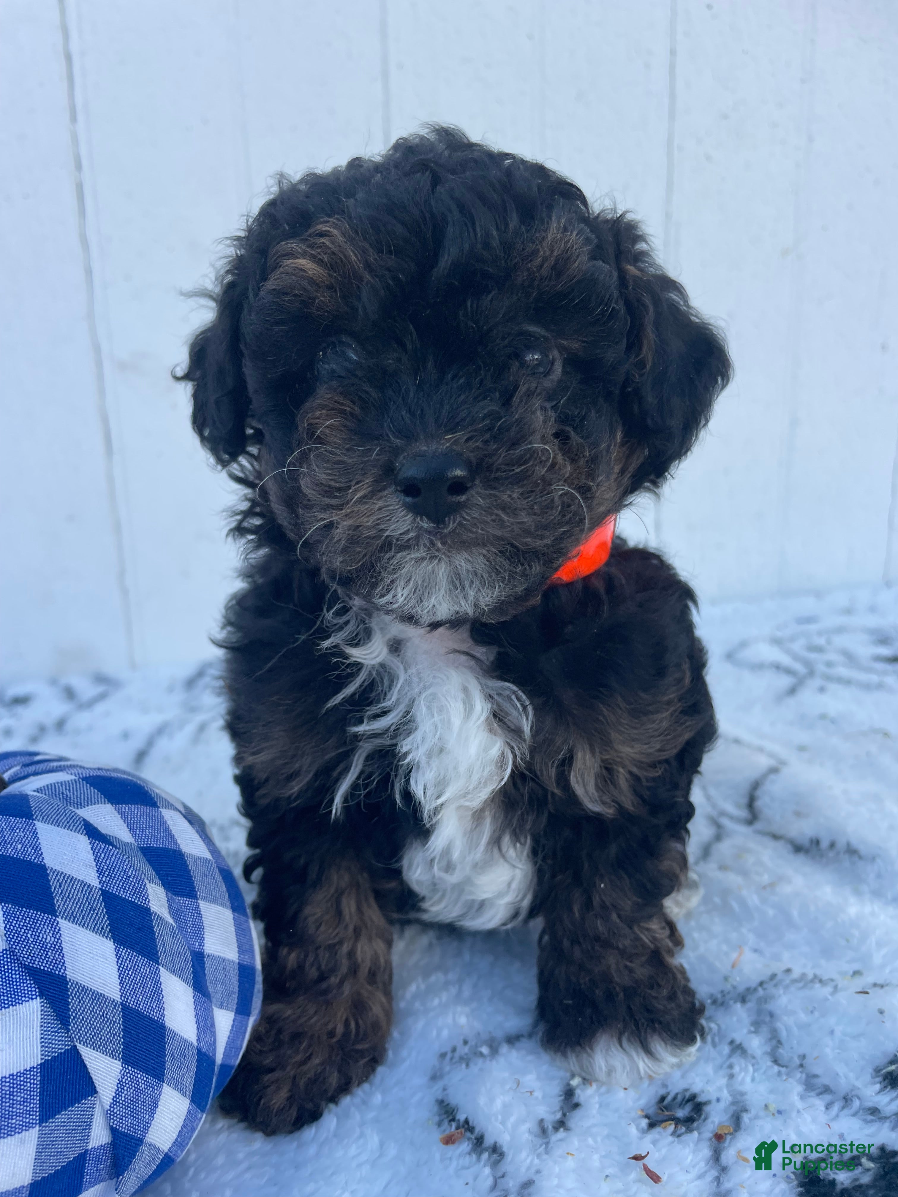 Yorkiepoo dogs for sale: Dylan - Ad 33