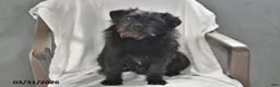 Mixed Breed dogs for sale: Rocky - Ad 3