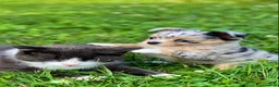 Chihuahua dogs for sale: Chia Seed  - Ad 2