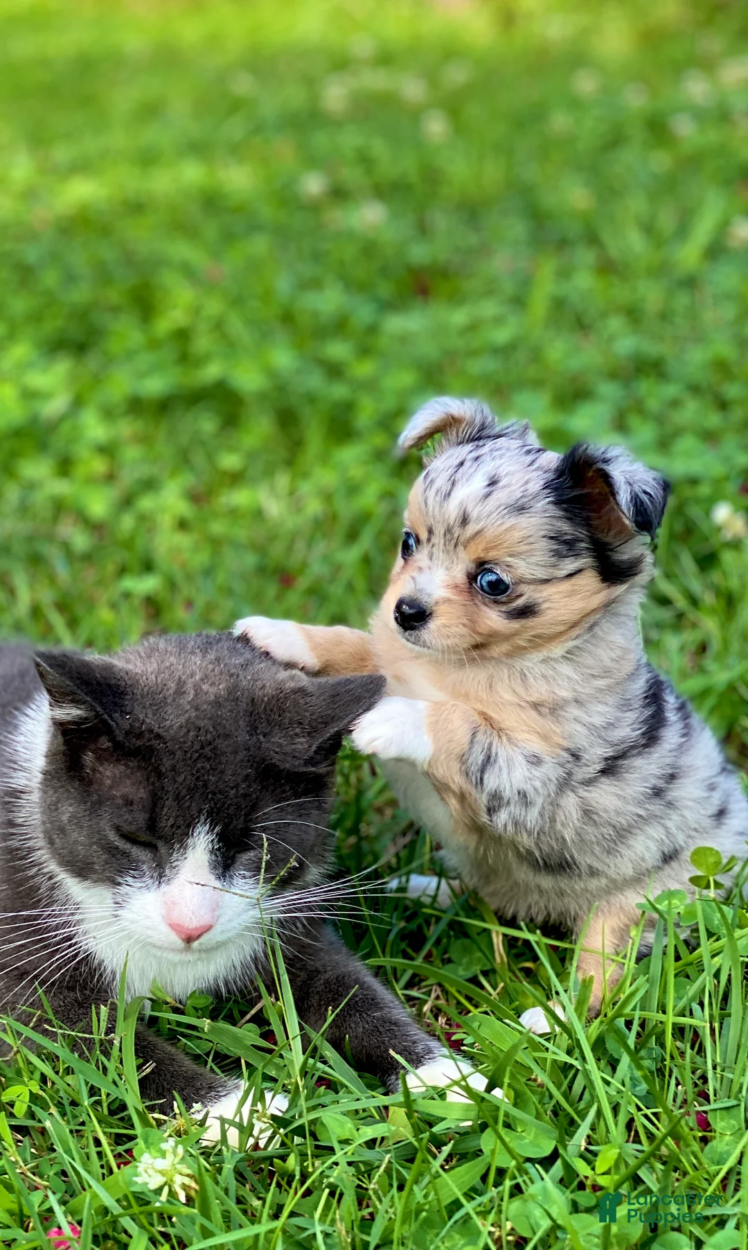 Chihuahua dogs for sale: Chia Seed  - Ad 2