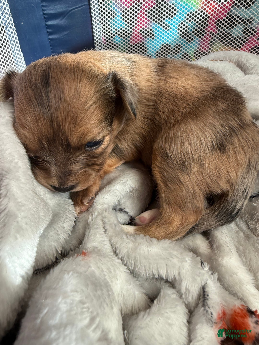Mixed Breed dogs for sale: Chihuahua male brown Merle choin/papillon - Ad 7