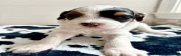 Bernedoodle dogs for sale: Froggy - Ad 5