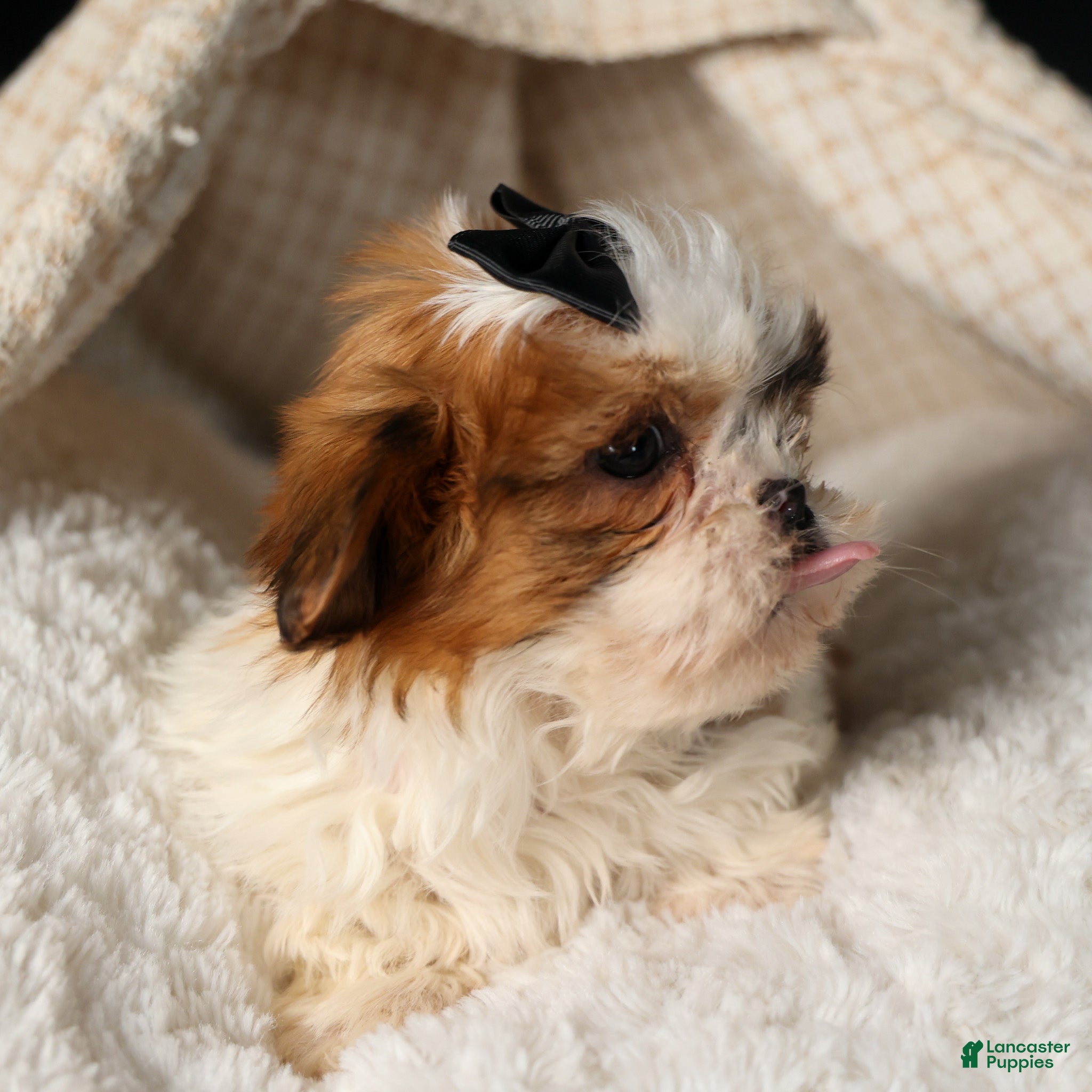 Shih Tzu dogs ROXY - Ad 10