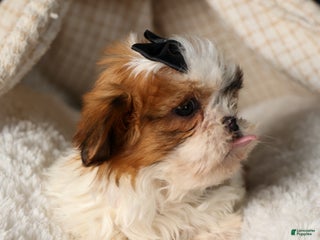 Shih Tzu dogs ROXY - Ad 36