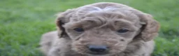 Mini Goldendoodle dogs for sale: Mimi - Ad 3