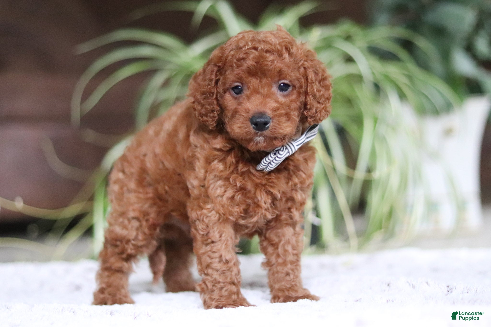 Cavapoo dogs Tyler - Ad 2