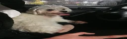 Maltipoo dogs for sale: Maltipoo Puppy 1 - Ad 9