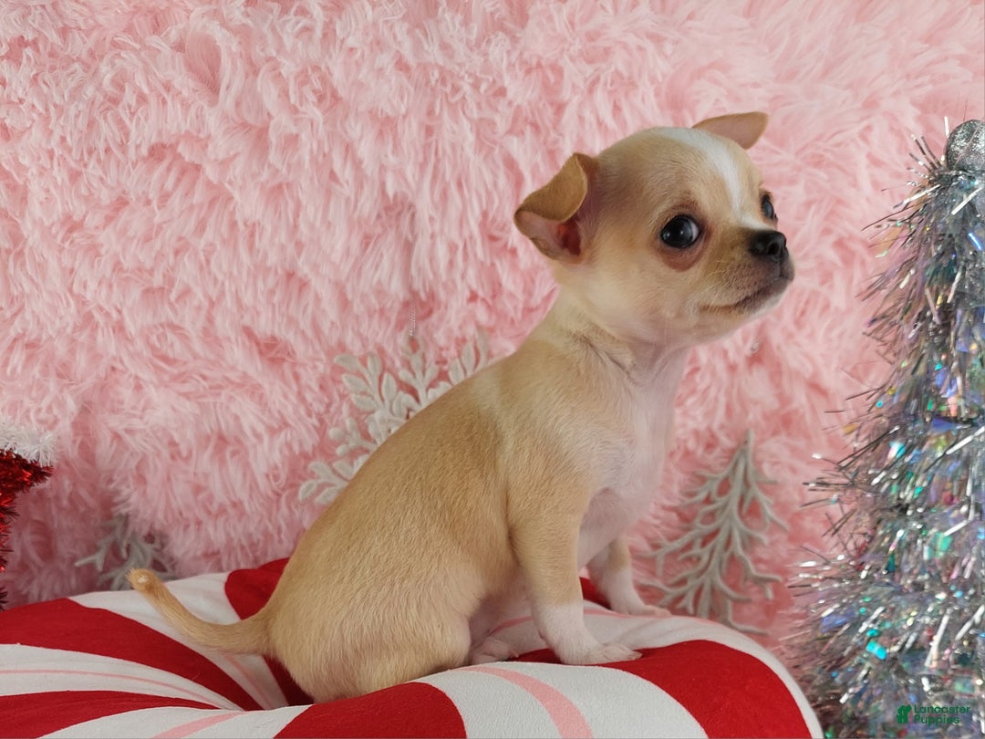 Chihuahua dogs for sale: Chihuahua Puppy 2 - Ad 3