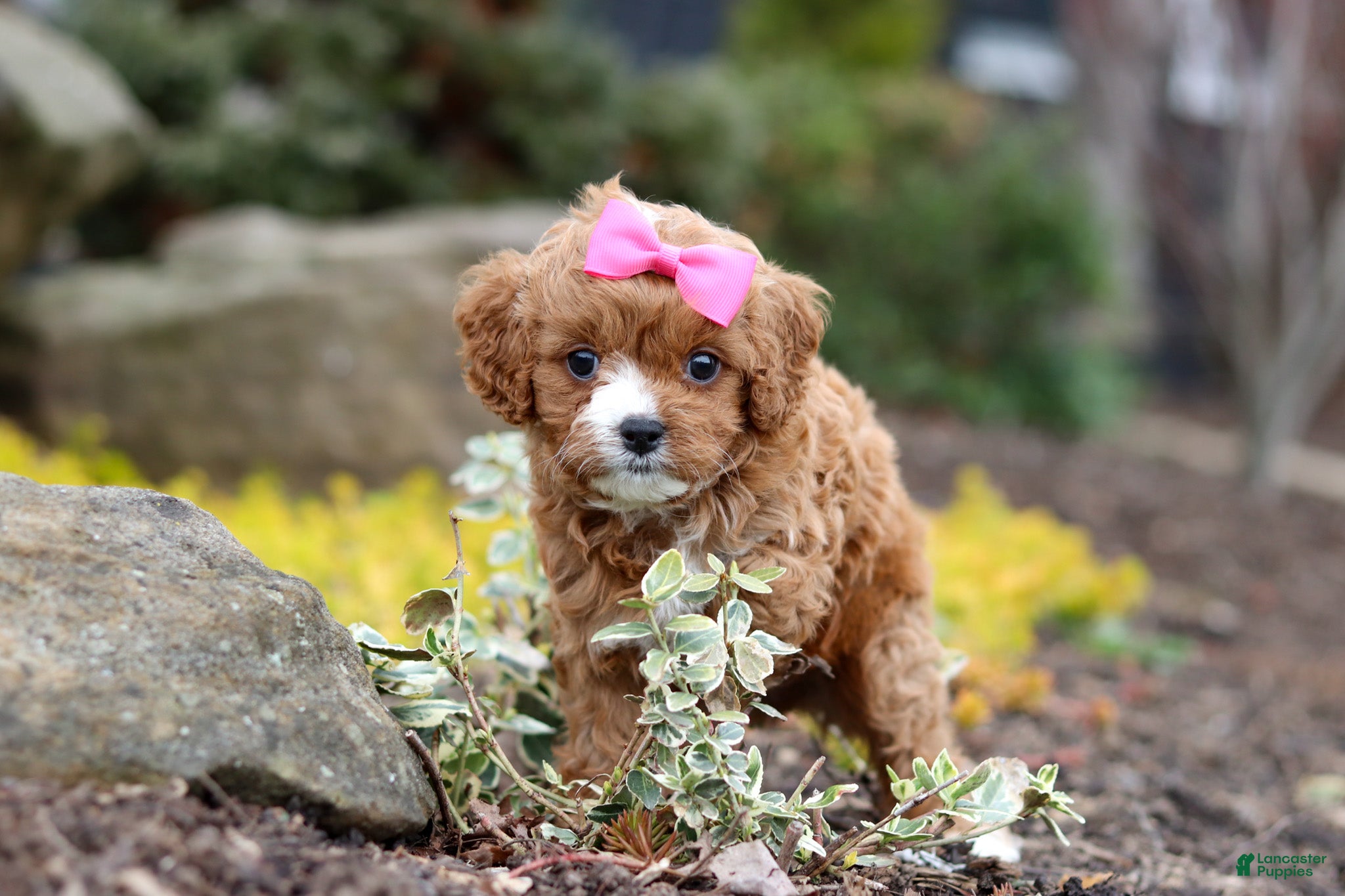 Cavapoo dogs Taylor - Ad 1