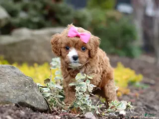 Cavapoo dogs for sale: Taylor - Ad 4