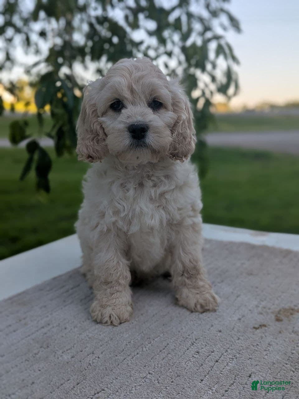 Cockapoo dogs Alfie - Ad 1