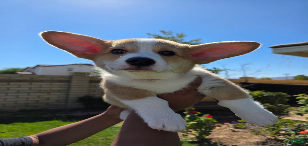 Gallery Image {{count}}