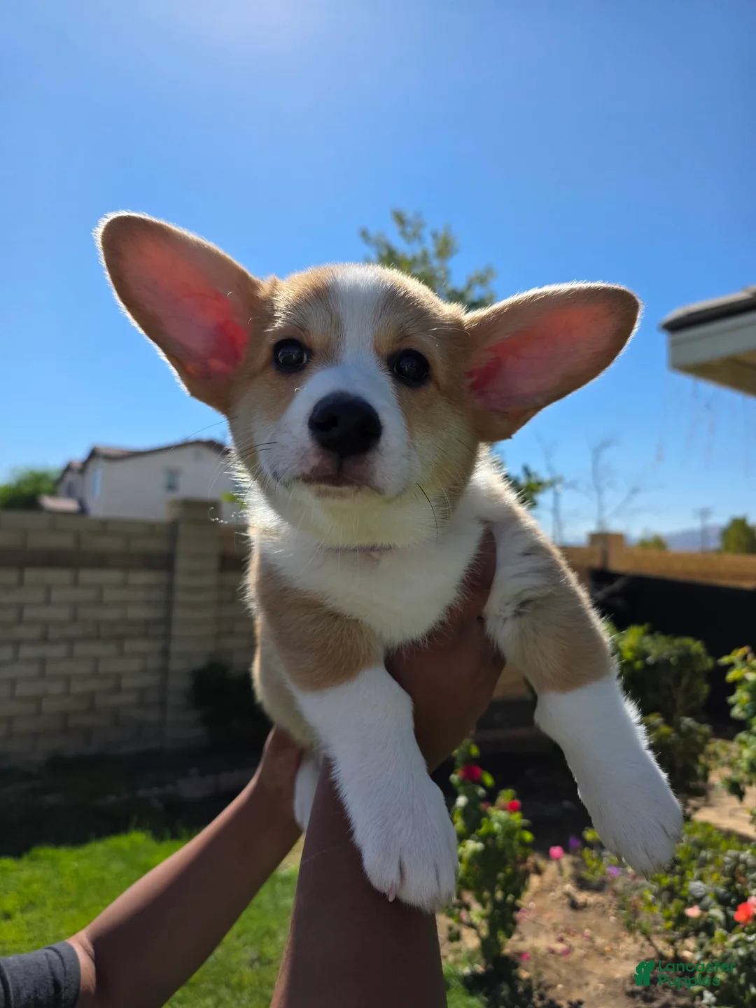 Gallery Image {{count}}