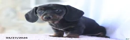 Miniature Dachshund dogs for sale: Sammy - Ad 3