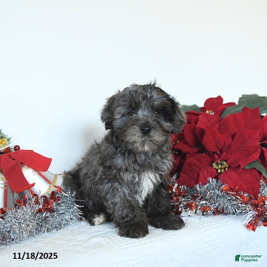Yorkiepoo dogs for sale: Lemmy - Ad 3