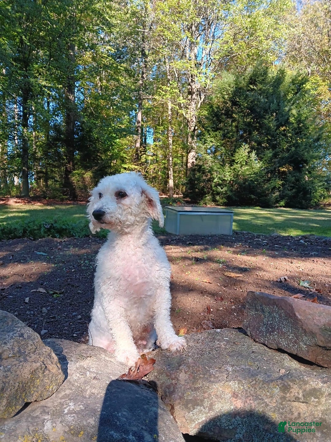 Bichpoo dogs for sale: Tango - Ad 9