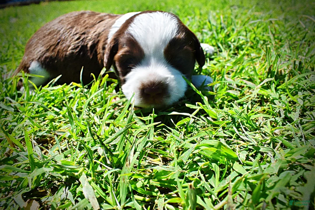 Havapoo dogs for sale: Rosa-Lee - Ad 1