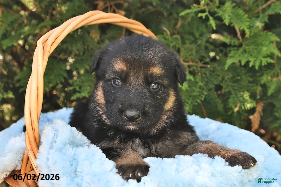 German Shepherd dogs for sale: Atlas  - Ad 2